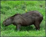 Plus gros rongeur du monde, le capybara mesure 50cm de haut et environ 1m de long, pour un poids qui peut atteindre les 50kg.