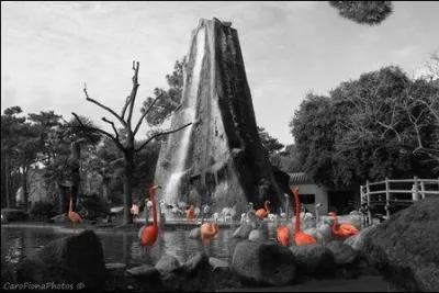 C'est à la réserve africaine de Sigean que vous découvrirez de magnifiques flamants roses. Où est-elle située ?