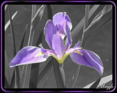 Quelle fleur voyez-vous sur cette image ?