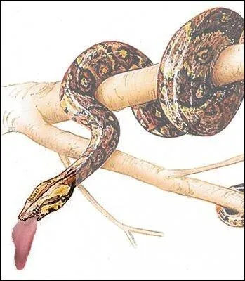 Bien que très répandue dans le monde (politique), il semblerait que le français soit une des rares langues où cette association se fasse ! Laquelle ?