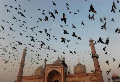 À quel oiseau son nom est-il associé ?