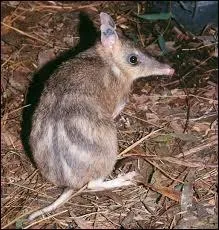 Quel est cette animal ?