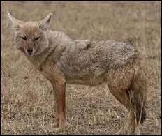 C'est une espèce qui se voit plus souvent dans le nord de l'Algérie et de la Tunisie et dans d'autres pays. Il est cependant agile court à peu prés à la vitesse du chien. A l'image de l'hyène, il n'est pas qu'un éboueur du désert. Contrairement à ce qu'on croyait, il est un animal fidèle à son clan. C'est le