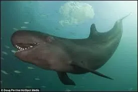 Cet animal et totalement noir ou parfois gris foncé avec une tache plus claire qui forme un M. Il a des mâchoires et une tête particulièrement petites par rapport à son corps.Son crâne ne mesure pas plus que 55 cm de long.