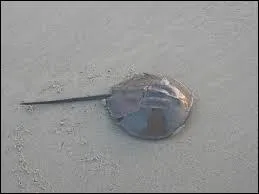 Il est considéré comme une forme panchronique, son groupe n'a pas beaucoup évolué, cet animal est cependant appelé "crabes des Moluques". Il peut mesurer jusqu'à 50 centimètres et parfois vivre 50 ans. Voici :