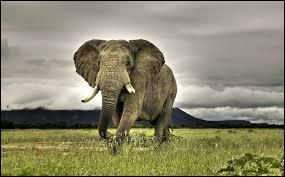 Comme on dit au Zimbabwe : ''L'éléphant ne peut courir et se gratter les fesses en même temps.''

Capitale du Zimbabwe :