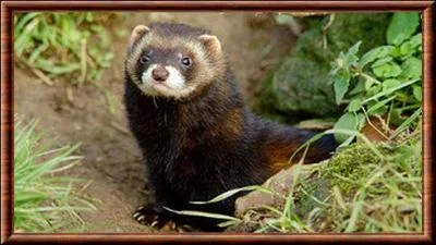 Comme on dit au Niger : ''Le putois ne sent pas l'odeur de ses aisselles.''

Capitale du Niger :