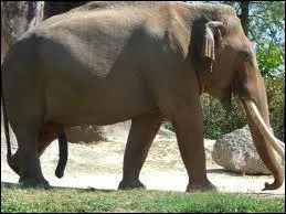 Comme on dit au Gabon : ''Quelle que soit la maigreur d'un éléphant, ses couilles remplissent une marmite ! ''

Capitale du Gabon :