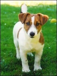 Quelle est cette race de chiens ? C'est un chien de petite taille, il mesure de 25 à 30 cm. Il fait partie des terriers, c'est un chien de chasse.