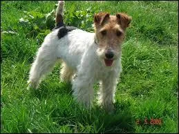 Quelle est cette race de chiens ? Cette race a été créée en Angleterre par croisement entre deux races de chiens. Les gens utilisent cette race plus principalement pour la chasse. Sa petite taille lui permet d'aller déloger sa proie au fond de son trou.