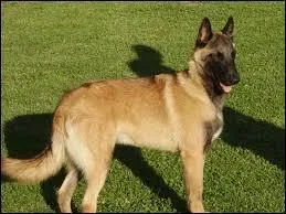 Quelle est cette race de chiens ? C'est un chien de berger belge, sérieux, qui a une grande faculté d'apprentissage. Si cette faculté est récompensée, il peut devenir très obéissant. Il a des poils courts. Ce chien n'a pas besoin de beaucoup d'entretien.