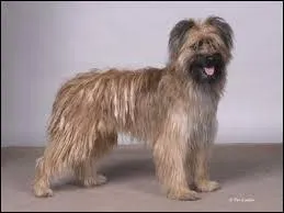 Quelle est cette race de chiens ? Ce chien, originaire de France, est utilisé comme chien de conduite des troupeaux. Il est considéré comme l'une des races de chiens les plus anciennes.