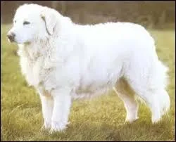 Quelle est cette race de chiens ? Il est intelligent, protecteur mais il est cependant difficile à dresser car préfère être seul et il est plutôt distant. Il est gardien et il est un protecteur de troupeaux, il entoure la maison quotidiennement.