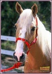 Quel est ce cheval et sa/son propriétaire ? (Deux réponses à cocher)