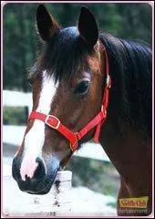 Qui montait ce cheval avant d'avoir le sien ?