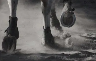 Combien de chevaux a eu Veronica tout au long de la série ?