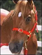 Quel est le nom de ce cheval ?
