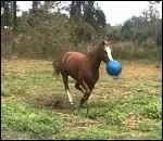 Quels sports équestres se pratiquent avec une balle ? (2 réponses)