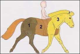 Quelles sont les 3 grandes parties principales du cheval ? (1 réponse)