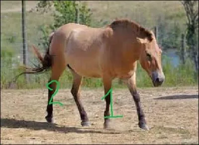 Comment se nomment les parties 1 et 2 ? (1 réponse)