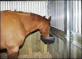 Quel est le meilleur moment pour aborder un cheval ? (1 réponse)