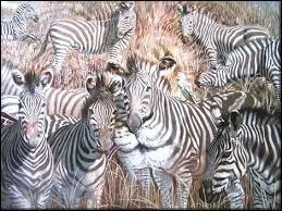 Que voyez-vous sur celle-ci ?