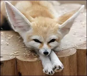 Le fennec est un petit renard vivant dans le Sahara.