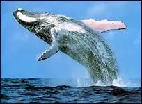 La baleine est un animal à sang chaud.