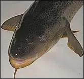 La cabillaud est l'autre nom de la morue.