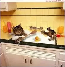 Comment les chats se lavent-ils ?