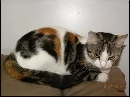 Comment appelle-t-on la femelle du chat ?