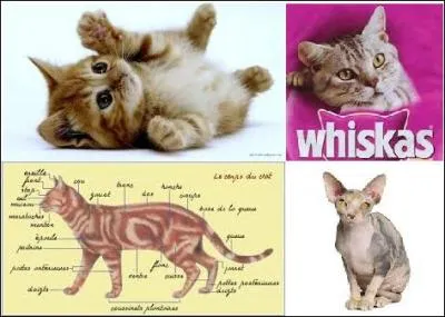 Qu'est-ce qu'un chaton ?