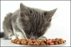 Comment est le chat (nourriture) ?