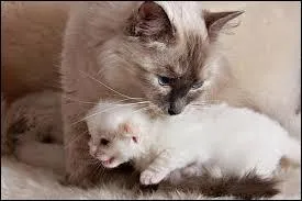 Combien de temps la gestation dure-t-elle ?