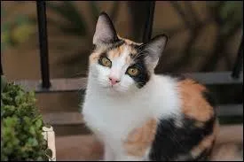 Quelle est la couleur que seules les chattes peuvent avoir (à 99 %) ?