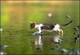 Un chat sait-il nager ?
