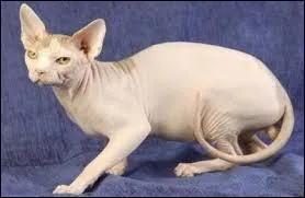 Comment se nomment les 3 catégories de poils de chats ?