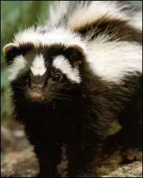 Quel est cet animal ?