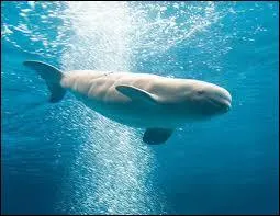 Voici un(e) cousin(e) du dauphin :