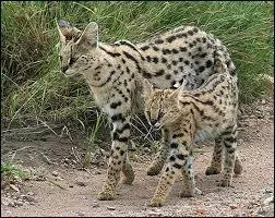 Quel est cet animal ?