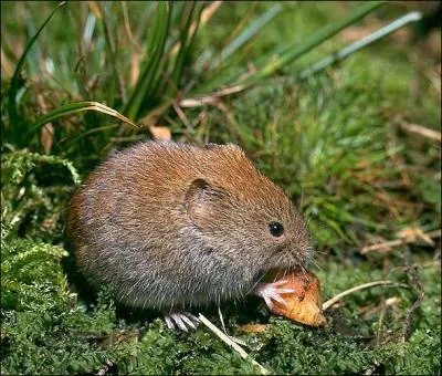 Ce rongeur est difficile à différencier :