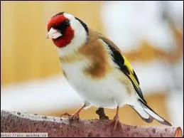 Quel est cet oiseau ?