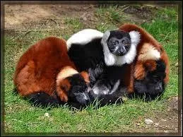 Quel est ce lémurien ?