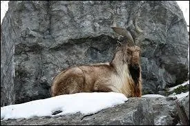 Pouvez-vous identifier ce caprin des montagnes ?