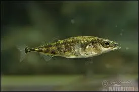 Un poisson vivant dans les étangs :