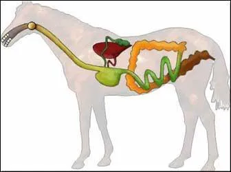 Quelle est la capacité de l'estomac du cheval ?