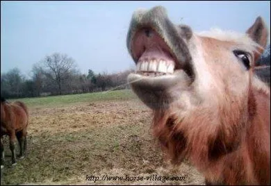 Combien de dents possède le cheval ?