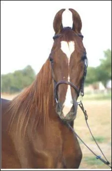 Quelle est la race de ce cheval ?