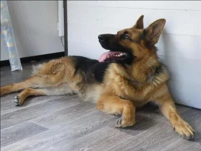 Quelle est cette race de chiens ? C'est un chien qui est plutôt bien dressé et reste obéissant. Il est très intelligent, il sert aussi comme chien de garde, il aime bien faire quelques exercices sans trop forcer non plus.