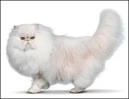 Quelle est cette race de chats ? Il est souvent caractérisé par sa silhouette qui est ronde. Ses yeux sont éloignés l'un et l'autre, ils sont grands, ronds, et associés à sa robe.